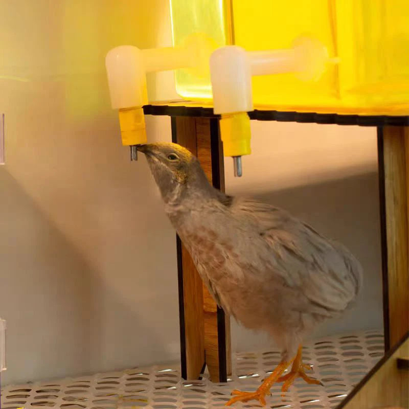 Fully Automatic Needle Water Dispenser Lubing Automatic Water Dispenser Quail Chick Double Sealed