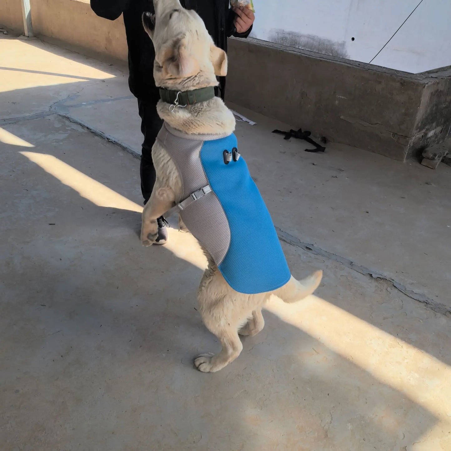 Pet summer clothes, heatstroke prevention, ventilation and cooling.